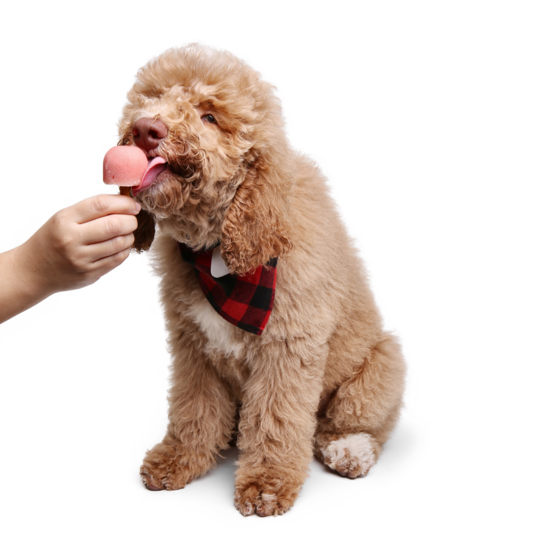 Watermelon Coconut (6pcs)