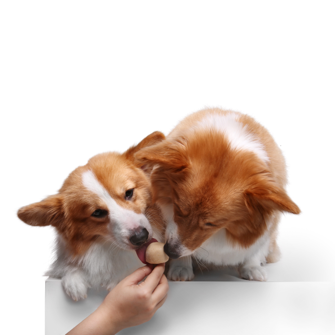 Banana Peanut Butter (6pcs)